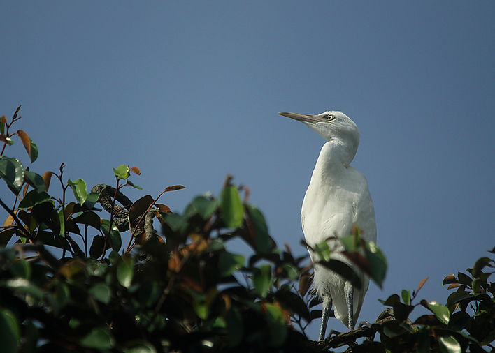 Thousands of Eastern Cattle Egrets on Ketingan