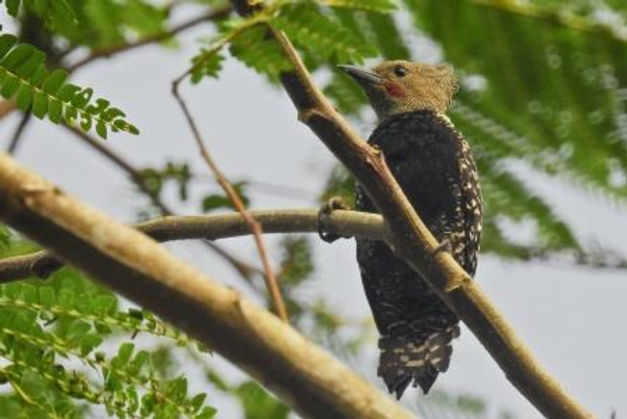 The Best Location to See White-rumped Woodpecker!