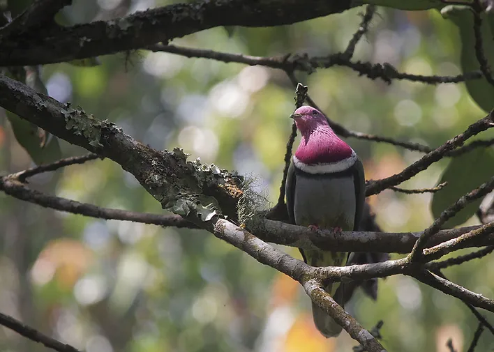 Enjoyed Pink-headed Fruit-dove in Malang