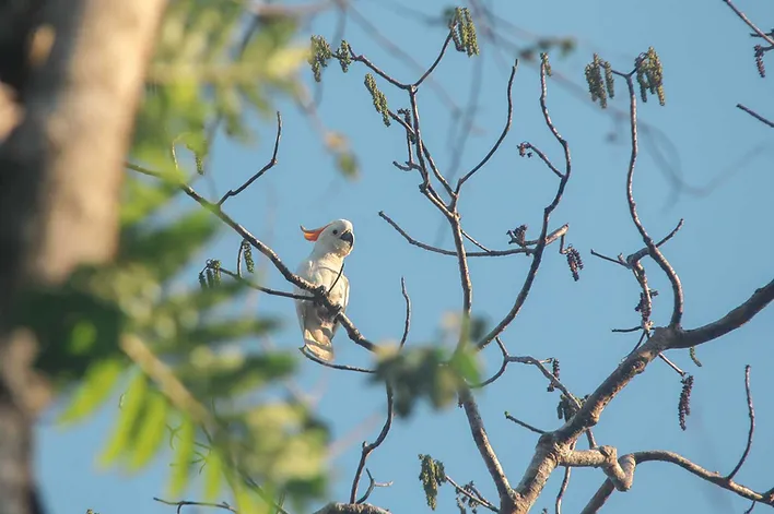 Trip Report of 3 Days Birding in Sumba, October 2018