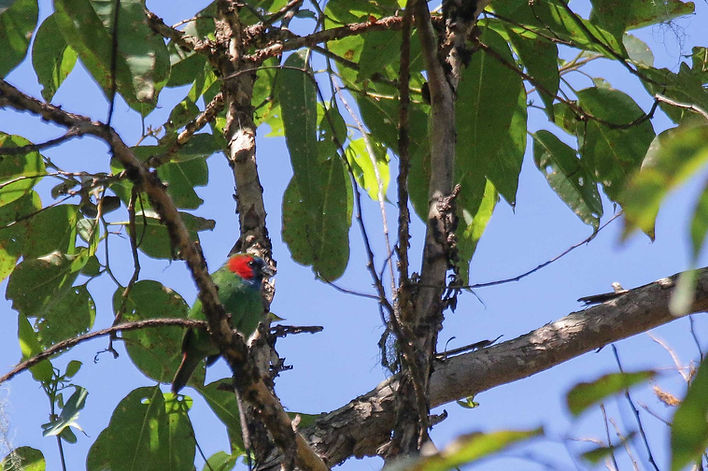 REDISCOVERED the Mutis Parrotfinch in West Timor, Indonesia