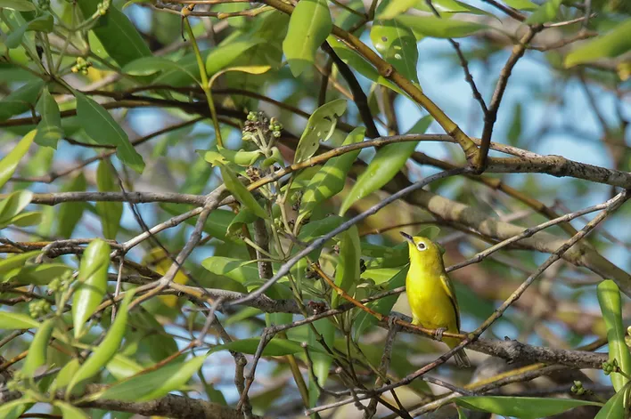 The Best Site to See The Survived Population of Javan White-eye in Java
